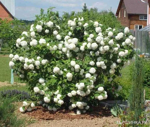 Калина Бульденеж (Розеум)