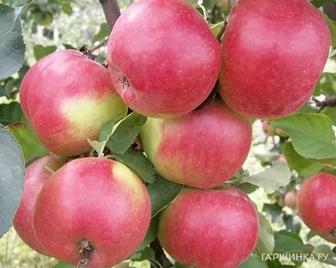 Яблоня Жигулёвское