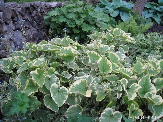 Бруннера Хадспен Крим