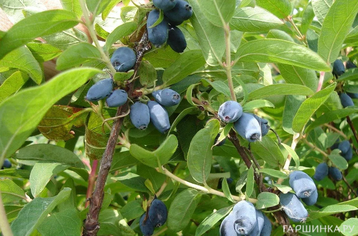 Жимолость Сибирячка