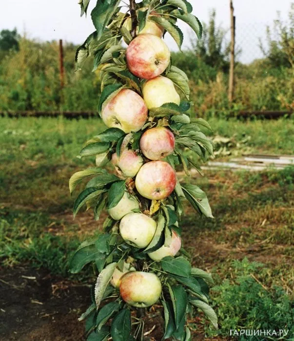 Яблоня Президент колоновидная (лицензионная)
