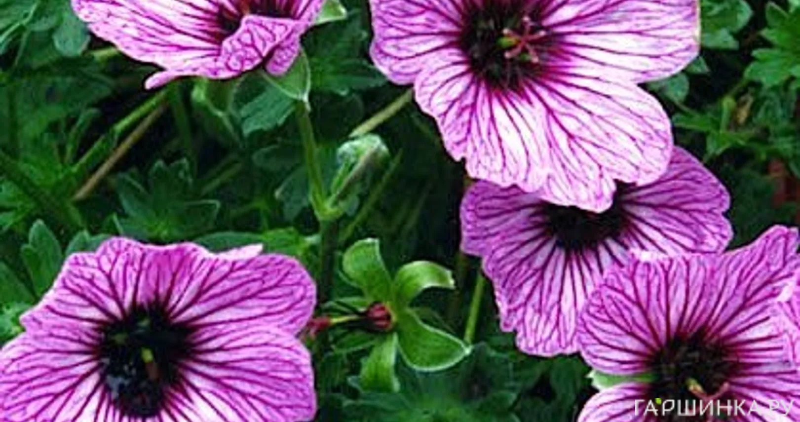 Герань садовая Балерина