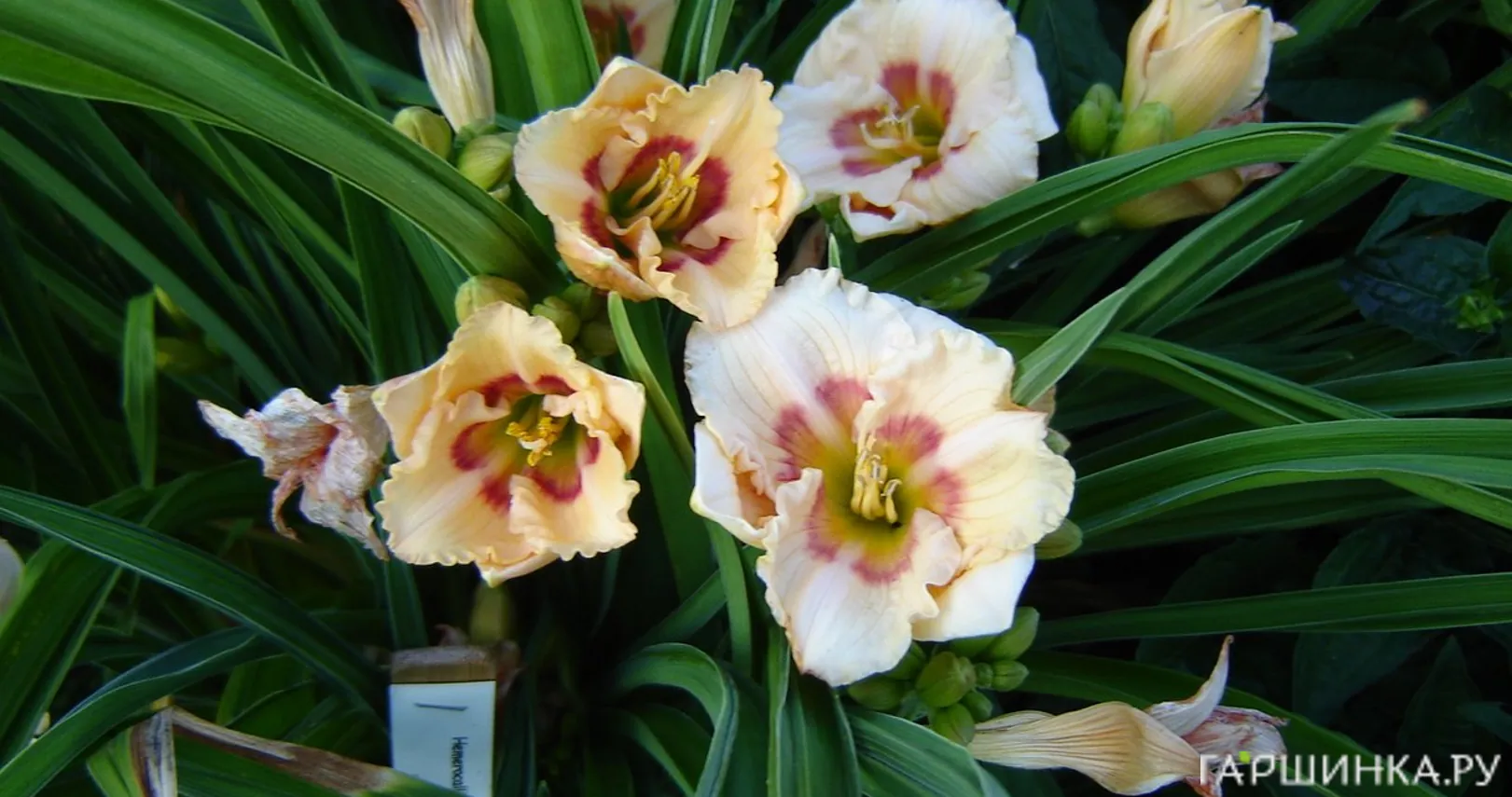 Лилейник Ол Американ Бэйби