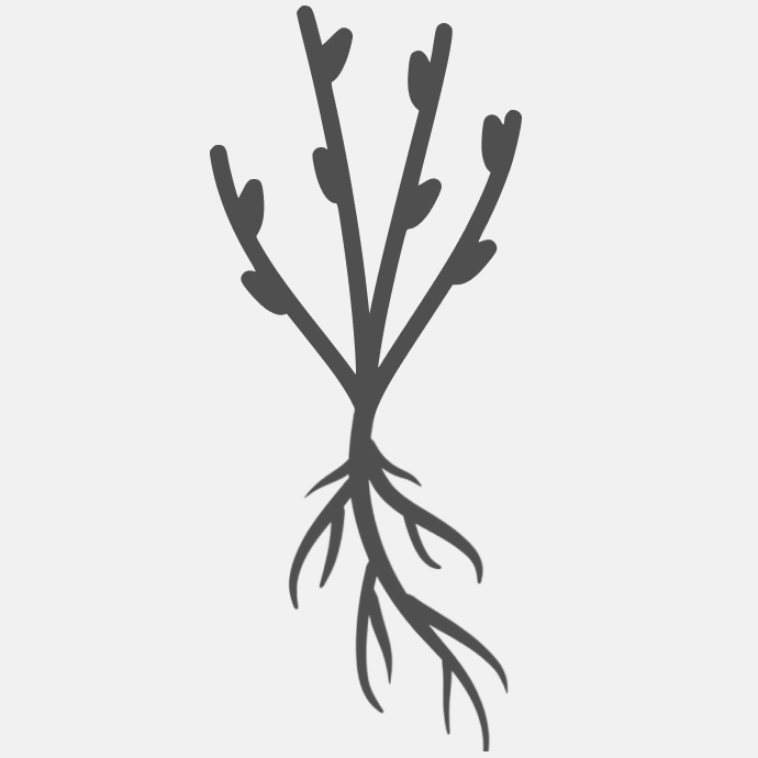 саженец (ОКС)