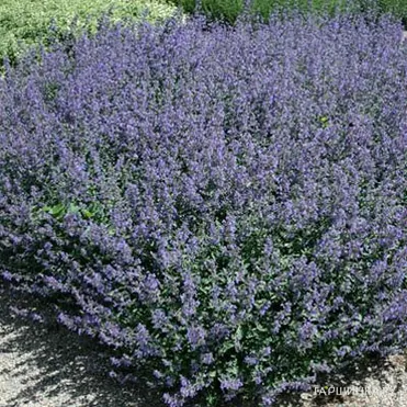 Котовник Фассена Кит Кэт