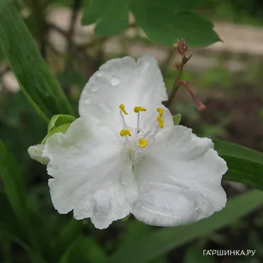 Традесканция Инносенс