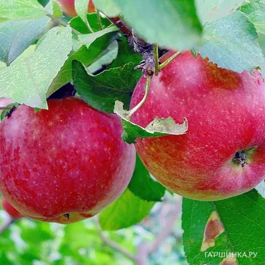 Яблоня Яблочный спас