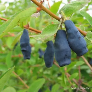 Жимолость Фиалка