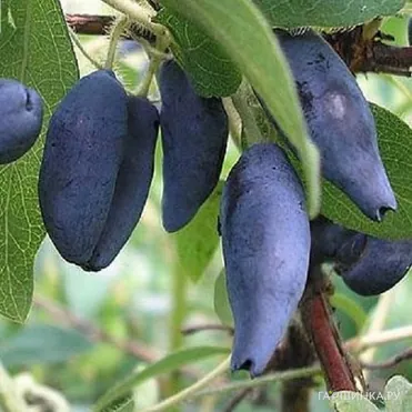 Жимолость Камчатская