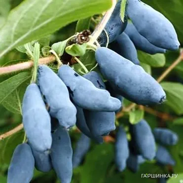 Жимолость Голубое веретено