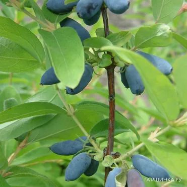 Жимолость Синяя птица