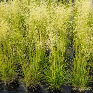 Луговик (Щучка) Бронзешляйер