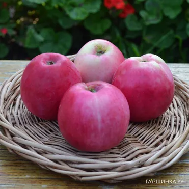 Яблоня Алое раннее