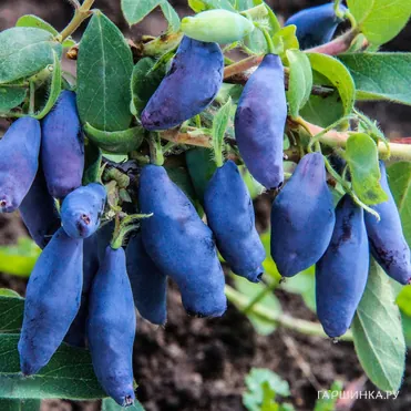 Жимолость Восторг