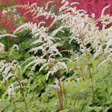 Астильба Тунберга Профессор ван ден Вилен