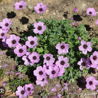 Герань садовая Лоуренс Флэтмен