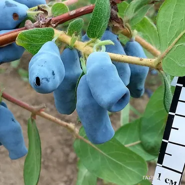 Жимолость Югана