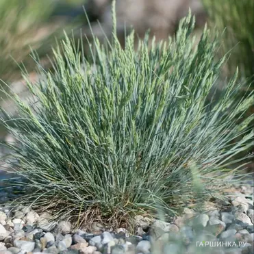 Овсяница Глауканта валийская