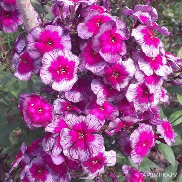 Флокс Дракон