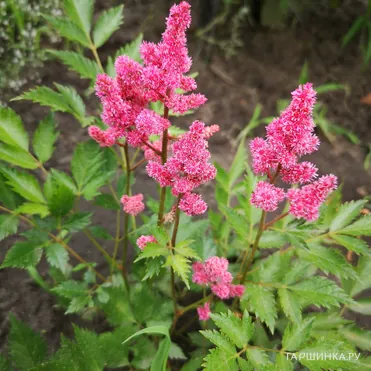 Астильба японская Кельн