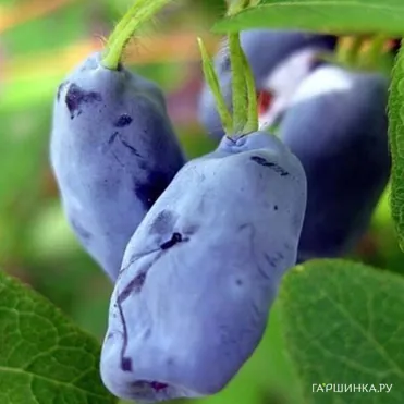 Жимолость Ленинградский великан