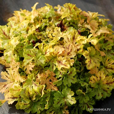 Гейхерелла Спайси Лайм