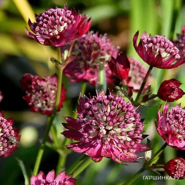 Астранция Мулин Руж