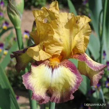 Ирис бородатый Бульвинкл