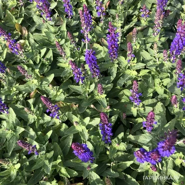 Шалфей (Сальвия) дубравный Блю Букет