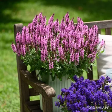 Шалфей (Сальвия) дубравный Пинк Небула