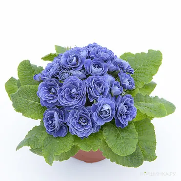 Примула Беларина Балтик Блю