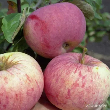 Яблоня Орлинка