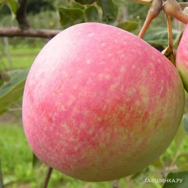 Яблоня Слава победителям