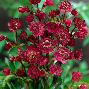 Астранция Руби Веддинг