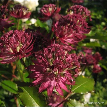 Астранция крупная