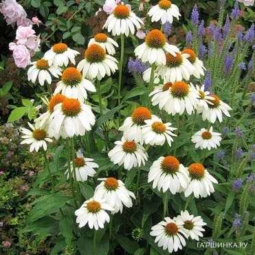 Эхинацея пурпурная Белый лебедь