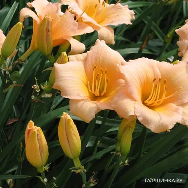 Лилейник Мини Перл