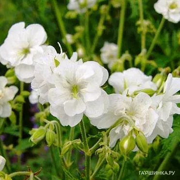 Герань садовая Лаура