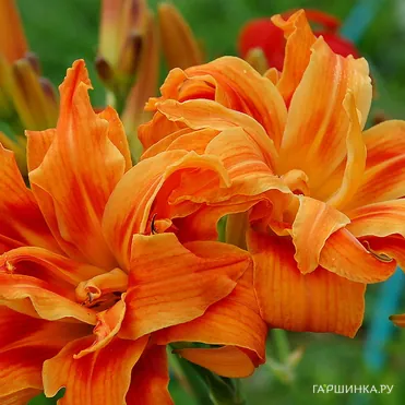 Лилейник Априкот Бьюти