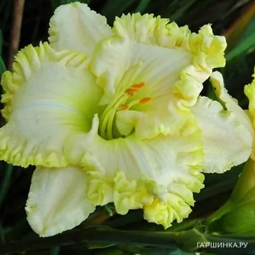 Лилейник Грин Мистик