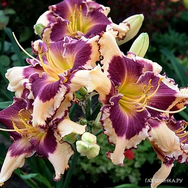 Лилейник Сабина Баур