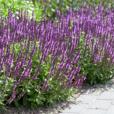 Шалфей (Сальвия дубравная) Аметист