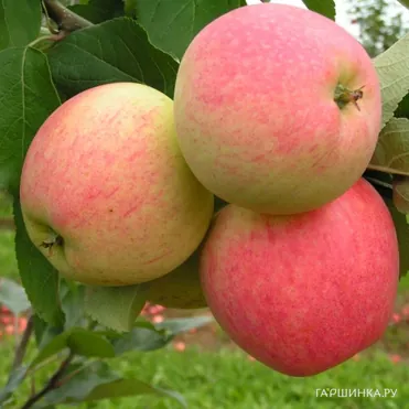 Яблоня Мечта