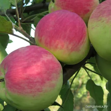 Яблоня Мантет