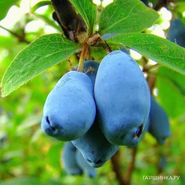 Жимолость Волшебница