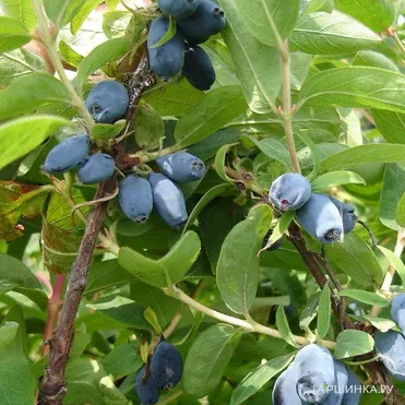 Жимолость Сибирячка