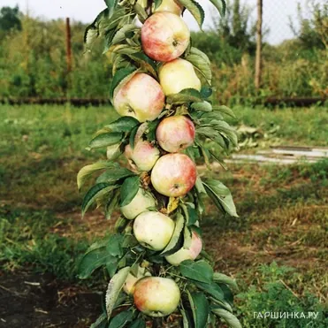 Яблоня Президент колоновидная (лицензионная)