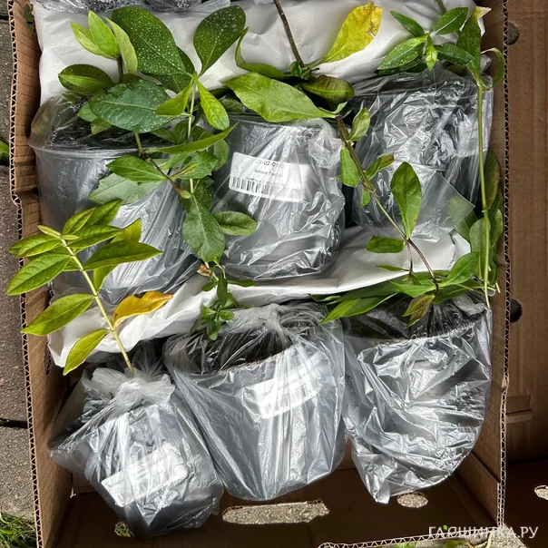 превью изображения отзыва