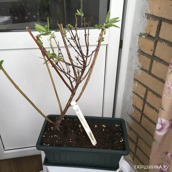 превью изображения отзыва