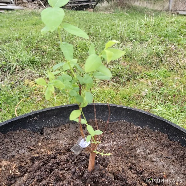 превью изображения отзыва